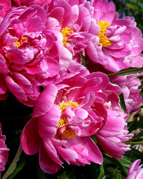 peonies images free.